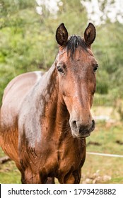 A Wet Horse With Raindrops Running Down On Fur. A Horse Standing In A Green Pasture During A Downpour Rain.