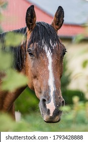 A Wet Horse With Raindrops Running Down On Fur. A Horse Standing In A Green Pasture During A Downpour Rain.