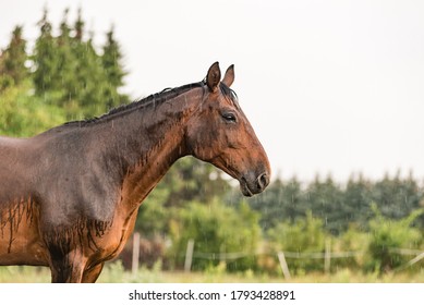 A Wet Horse With Raindrops Running Down On Fur. A Horse Standing In A Green Pasture During A Downpour Rain.