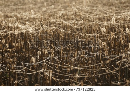 Similar – Uniform autumnal sunflowers point towards the village