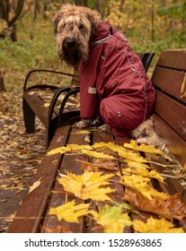 Wet Irish wheat soft-haired Terrier in waterproof overalls sitting on a bench in the Park. On the bench are autumn leaves.