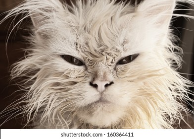 15,879 Wet cats Images, Stock Photos & Vectors | Shutterstock