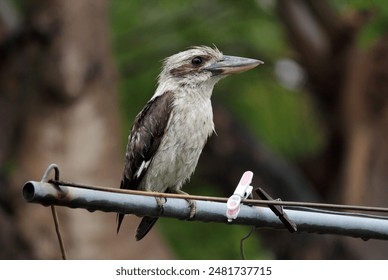 Wet kookaburra bird perched on a clothesline in Australia - Powered by Shutterstock