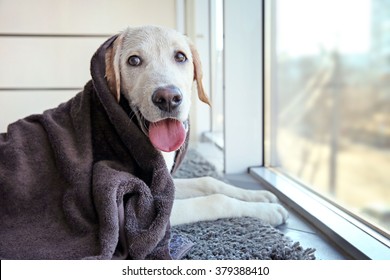 Wet Labrador Dog In Towel Looking Out Window, Closeup