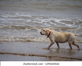Wet Labrador retriever dog paddling in the sea water at Skegness beach, England