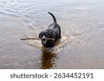 Wet Labrador Retriever Playing Fetch with Stick in Water – Joyful Dog Enjoying Summer Swim at Lake