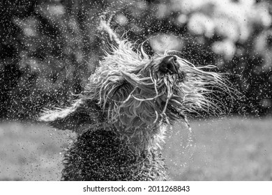 Wet Lakeland Terrier dog having fun shaking off streams and droplets of water