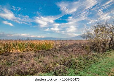 Wet Lands In South East Texas