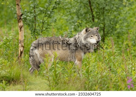 Wet large male grey wolf in forest a rainy summer day