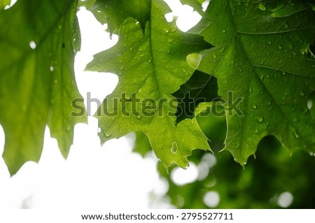 Wet leaf background backdrop macro abstract wet, water droplets, veins texture, pattern, rain vibrance, life, copy space selective focus image