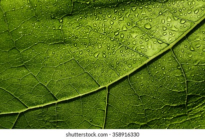 2,731,743 Detailed leaf Images, Stock Photos & Vectors | Shutterstock