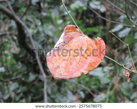Wet leaf in rainy forest. Wet brown leaf.