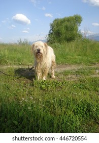 Wet Leashed Romanian Mioritic Shepherd Dog 