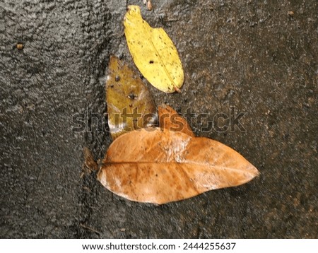 wet leaves lying on the ground






