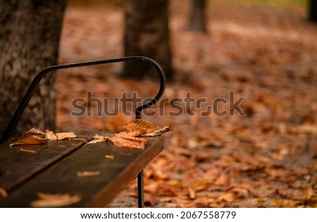 Wet leaves on wet wooden bench in public park during rain in autumn. Shot in Retiro Park, Madrid, Spain