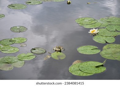 wet lily pads floating on top of a body of water on a dark cloudy day