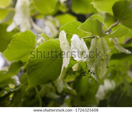 Wet lime tree (linden) branches. Tiny flower buds and green leaves in the spring rain.