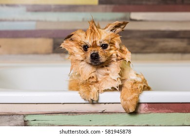 Wet little dog with one ear raised, sitting in the bathroom. Bathing pomeranian spitz