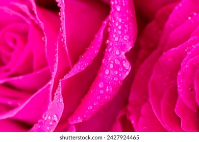 Wet magenta macro rose flower part. Close up petal with tiny round water doplets