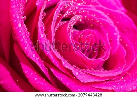 Wet magenta macro rose flower and tiny small round water drops on its petals. Shining glowing delicate bright floral background 