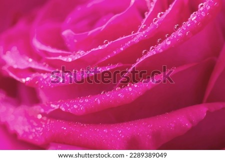 Wet magenta macro rose flower design element. Round tiny water drops on soft delicate petals. Floral element for design Valentine's Day cards