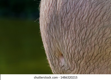 Wet Man Hairy Stomach After Swimming In A River.