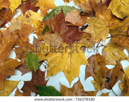 Similar – leaf sizes Environment