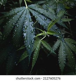 Wet Marijuana Cannabis Plant Leaves outdoors in the rain crisp and fresh black background