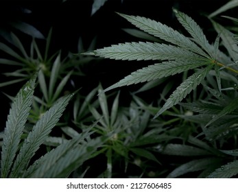 Wet Marijuana Cannabis Plant Leaves bud outdoors black background