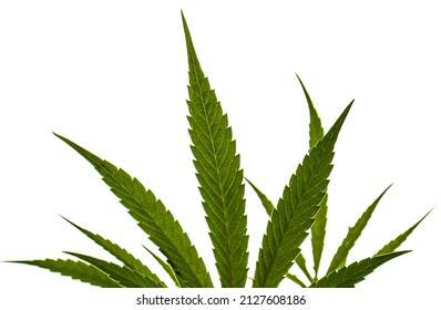 Wet Marijuana Cannabis Plant Leaves outdoors in the rain crisp and fresh white background simple