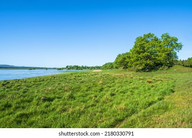 Wet Meadow By A Lake In The Summer