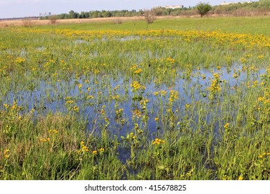 Wet Meadow With Marsh Marigolds