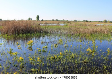 Wet Meadow With Marsh Marigolds