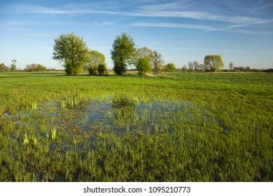 Wet Meadow And Trees