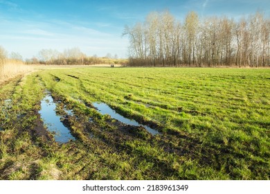 A Wet Meadow With Water And Trees On The Horizon, Spring Day