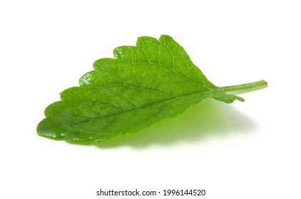 Wet Mint Leaf Isolated On White Background. Plant To Add To Fresh Soft And Alcoholic Drinks