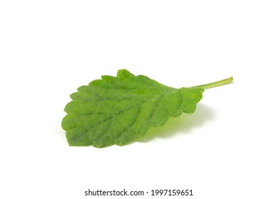 Wet Mint Leaf Isolated On White Background. Plant To Add To Fresh Soft And Alcoholic Drinks