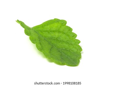 Wet Mint Leaf Isolated On White Background. Plant To Add To Fresh Soft And Alcoholic Drinks