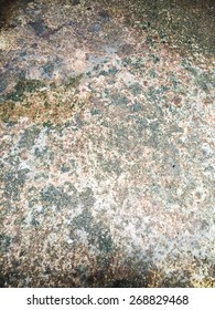 Wet And Moist Cement Floor With The Lichen