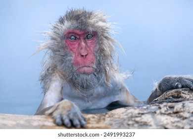 Wet monkey with red face sitting in a hot spring in winter.  Jigokudani National Park, Nagano, Japan. - Powered by Shutterstock