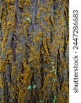 Wet moss-covered tree bark, textured and vibrant, perfect for nature-themed