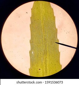 wet mount Hydrilla verticillata then microscopic to see the chloroplast 4X