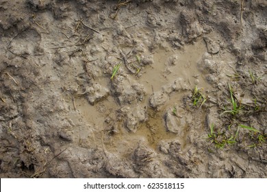 Wet Mud Background Texture