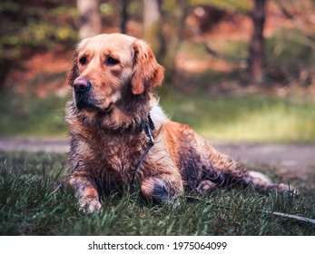 Wet And Muddy Dog Resting On The Grass After Walk