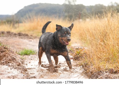 Wet And Muddy Rottweiler Dog Playing In Mud Puddle After Winter Rain