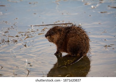 A Wet Muskrat Standing On Thin Ice