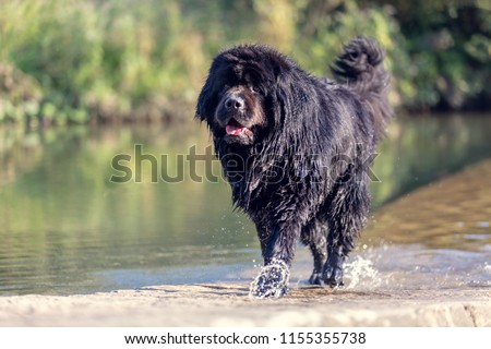 Wet newfoundland. Beautiful big black dog is playing over the water.