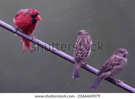 A wet Northern Cardinal on a slanting perch                               