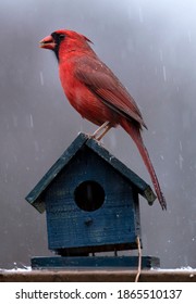 Wet Northern Cardinal In The Rain On A Bird House