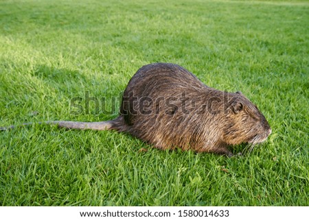 Similar – Image, Stock Photo nutria Nature Animal Pelt